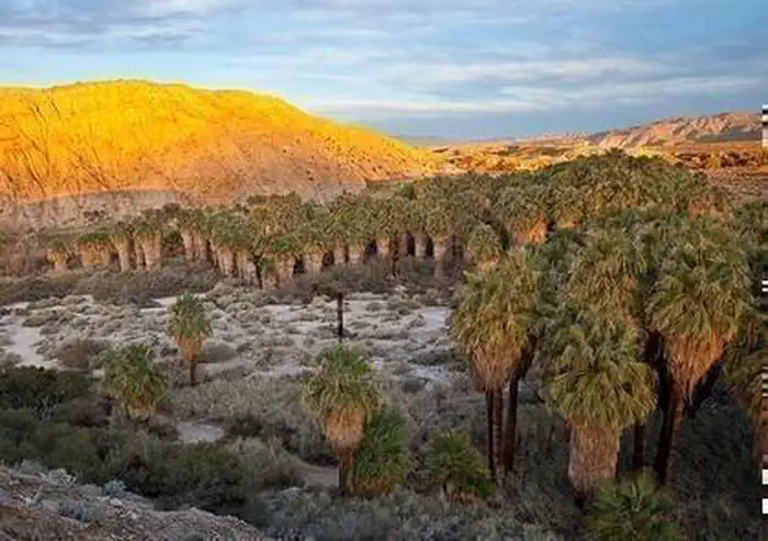 Desert trail at the Coachella Valley Preserve with native plants and mountain views