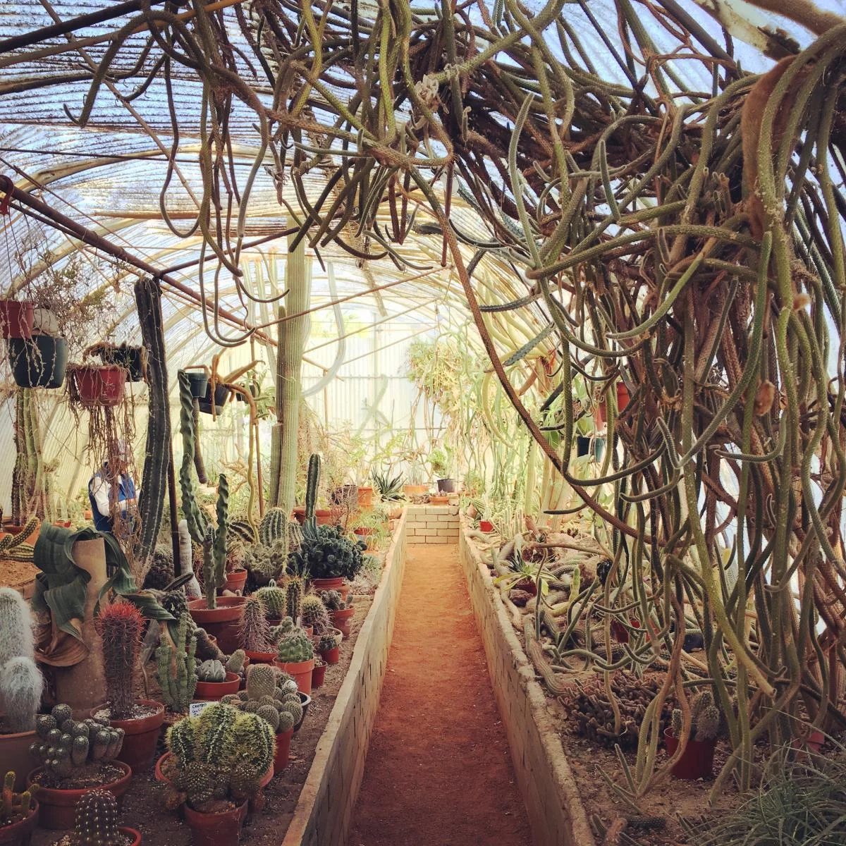 Moorten Botanical Garden in Palm Springs with towering cacti and succulents from around the world under desert sky
