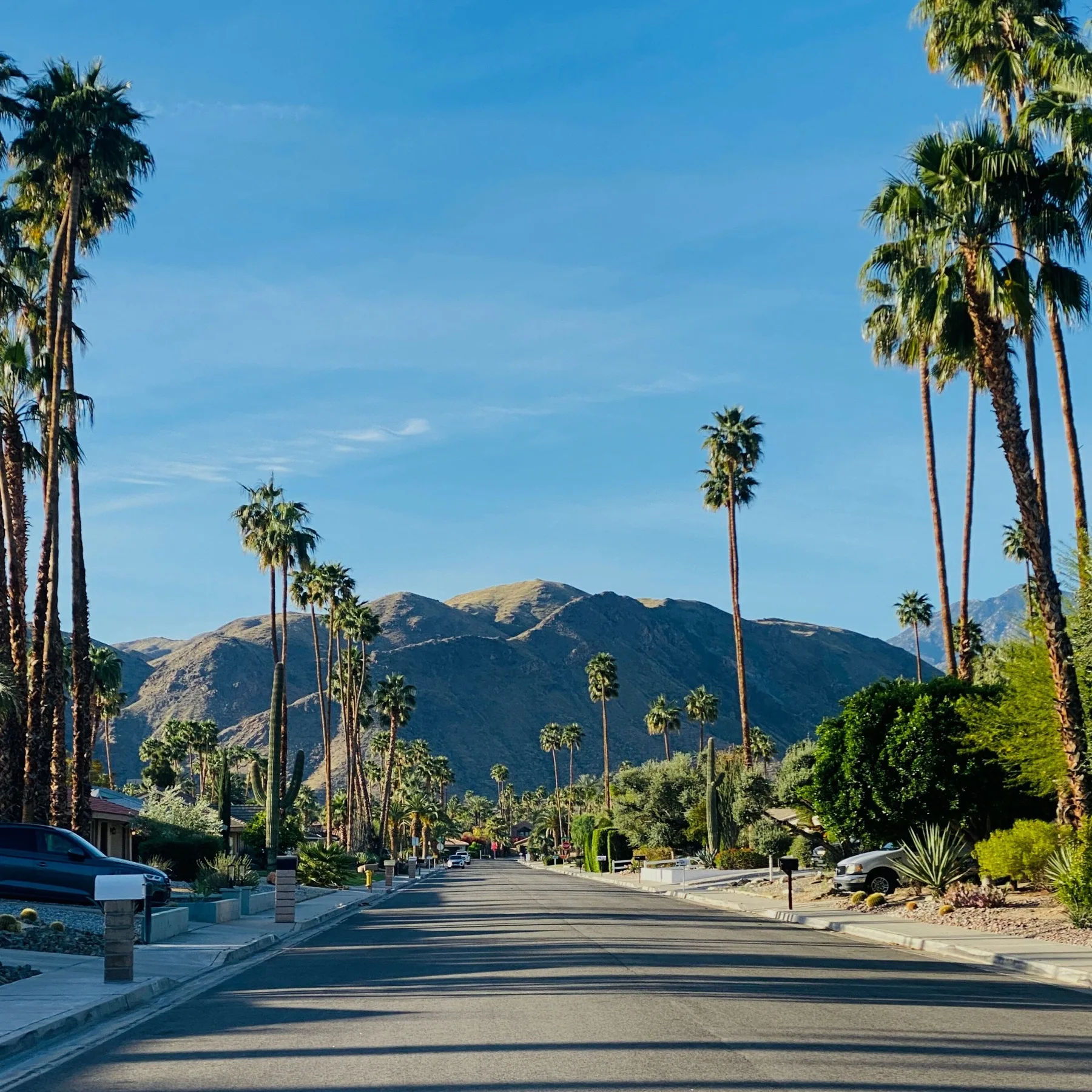Palm Boulevard in Palm Springs lined with tall palms and the San Jacinto mountains beyond