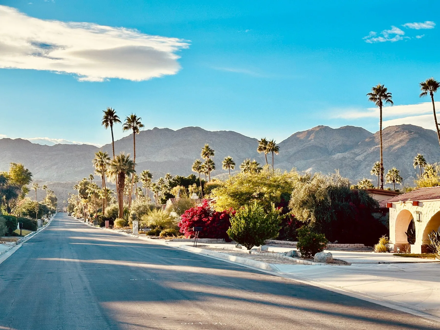 Palm Springs street with bright bougainvillea blooms and midcentury homes